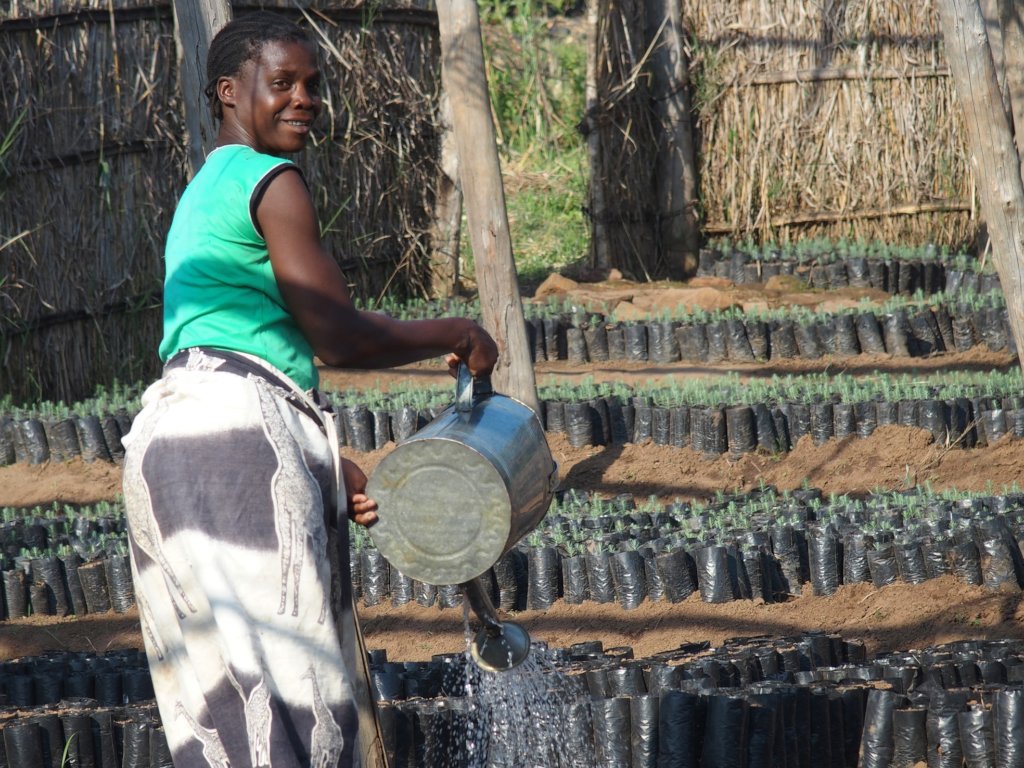 Forest restoration for biodiversity in Malawi