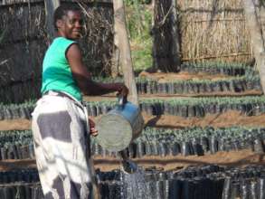 Forest restoration for biodiversity in Malawi