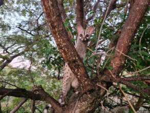 Rewilded and Released Genet!