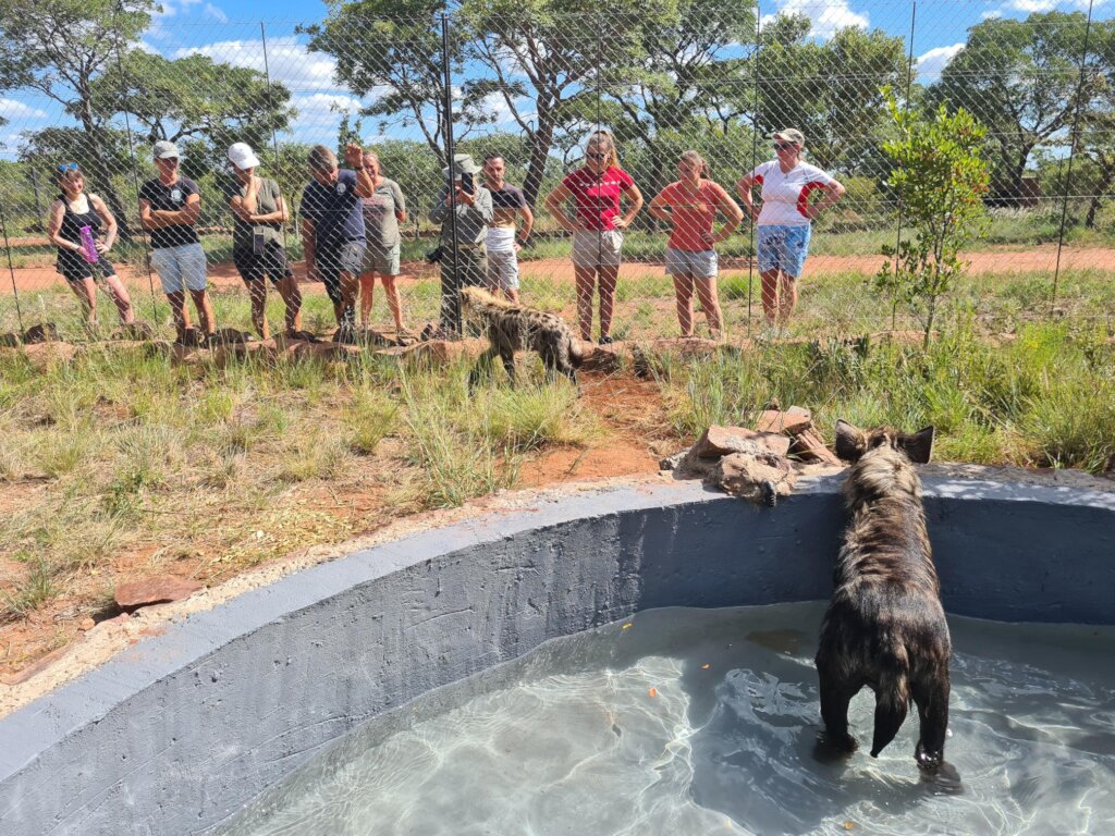 Hyenas loving the swimming pool!