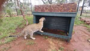 Leopards New Boxes