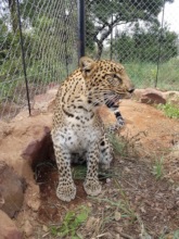 Our leopards love their new home!