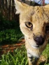 Allegra, our serval