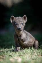 Our new hyena pup only has 3 legs!