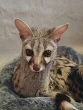 One of our rescue genets