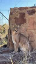 Caracal Diago enjoying his new home!