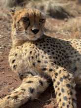 Cheetah Kenji enjoying the sun!