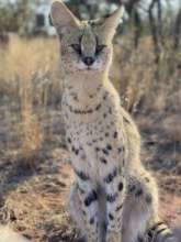 Our serval Lyra loves her new enclosure!