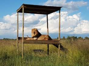 Max, our brown lion