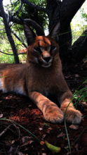 Maxy and Sasha moved into their new enclosure!