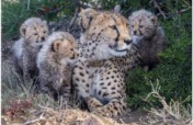 Big Move for Cheetah Experience!!
