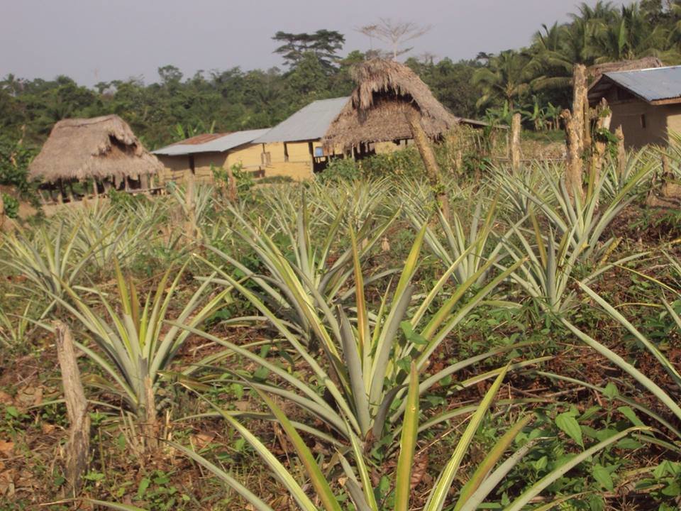 Support Rural Farmers in Liberia