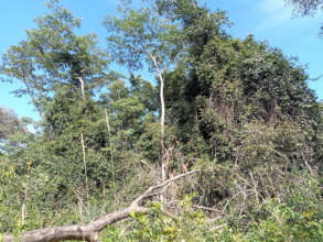 Mateshi vegetation