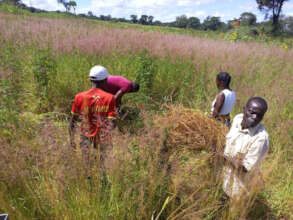 Silvopastoral farmers gathering grass to make hay