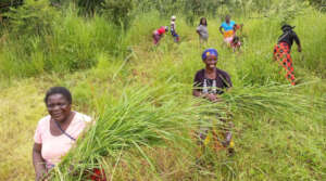 Harvesting hay for goats