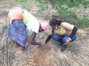 Planting in Katanino