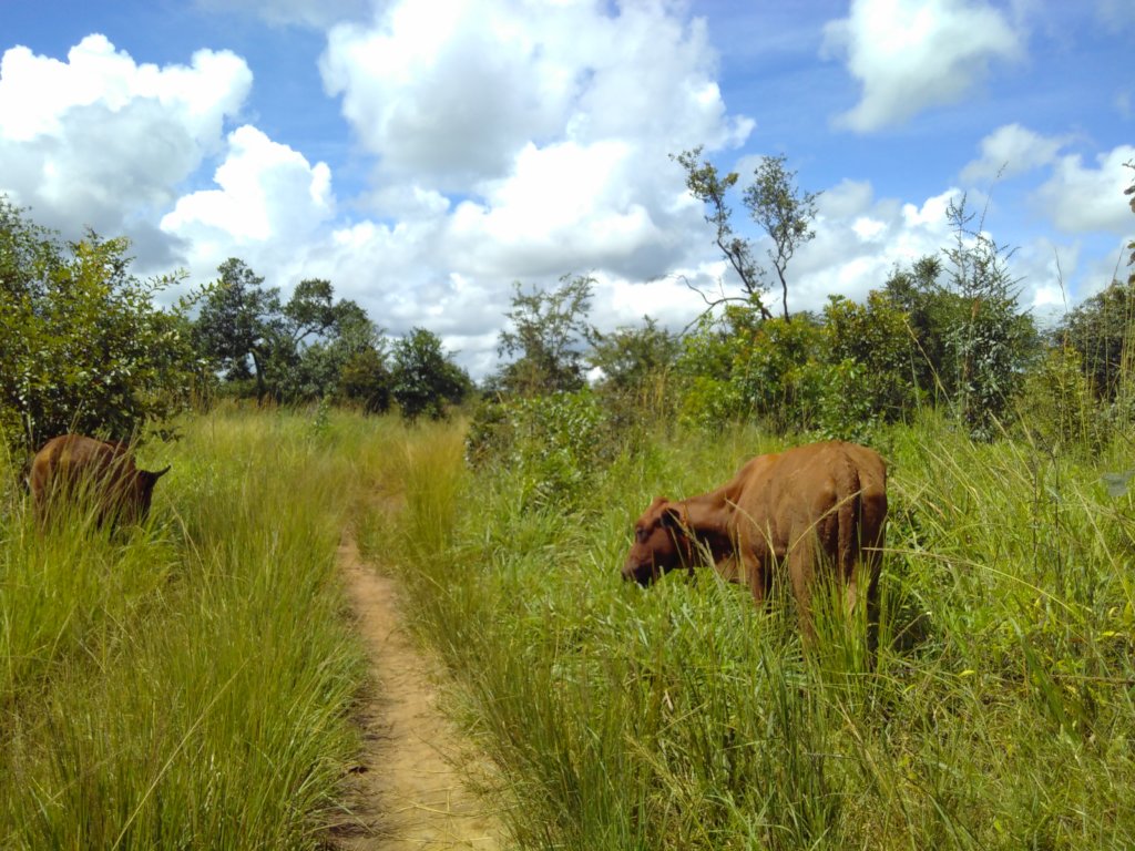 The Miombo Belt Regeneration Program