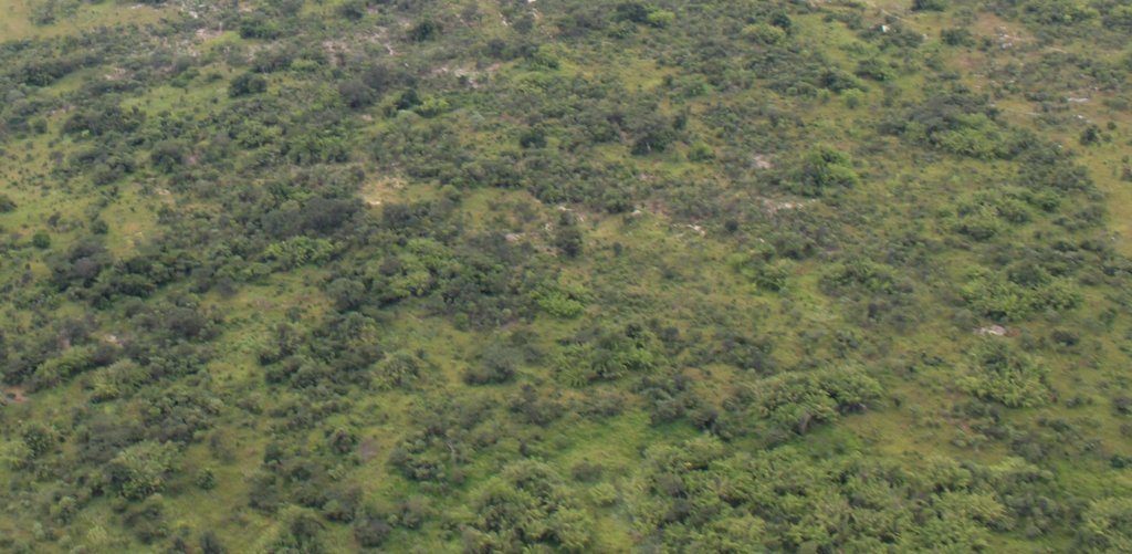 The Miombo Belt Regeneration Program