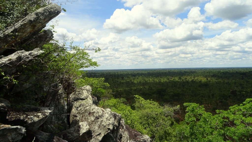 The Miombo Belt Regeneration Program
