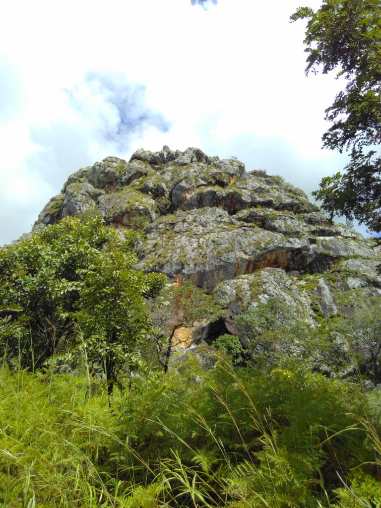 The Miombo Belt Regeneration Program