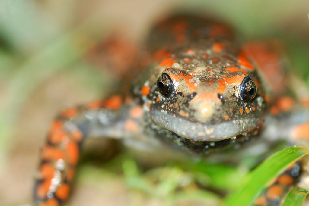 The Miombo Belt Regeneration Program