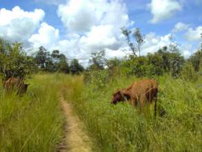 Cattle in Zambia