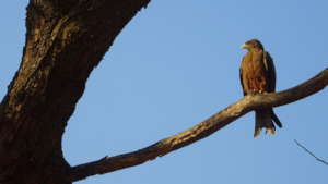 The Yellowbilled Kite