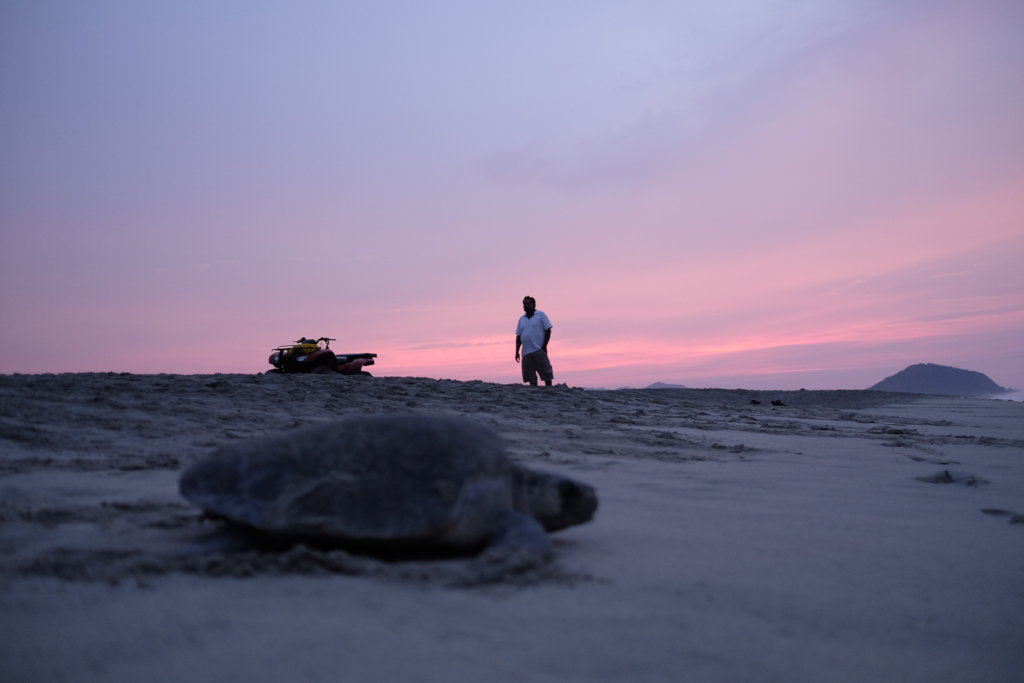 The Mexican Sea Turtle Revolution