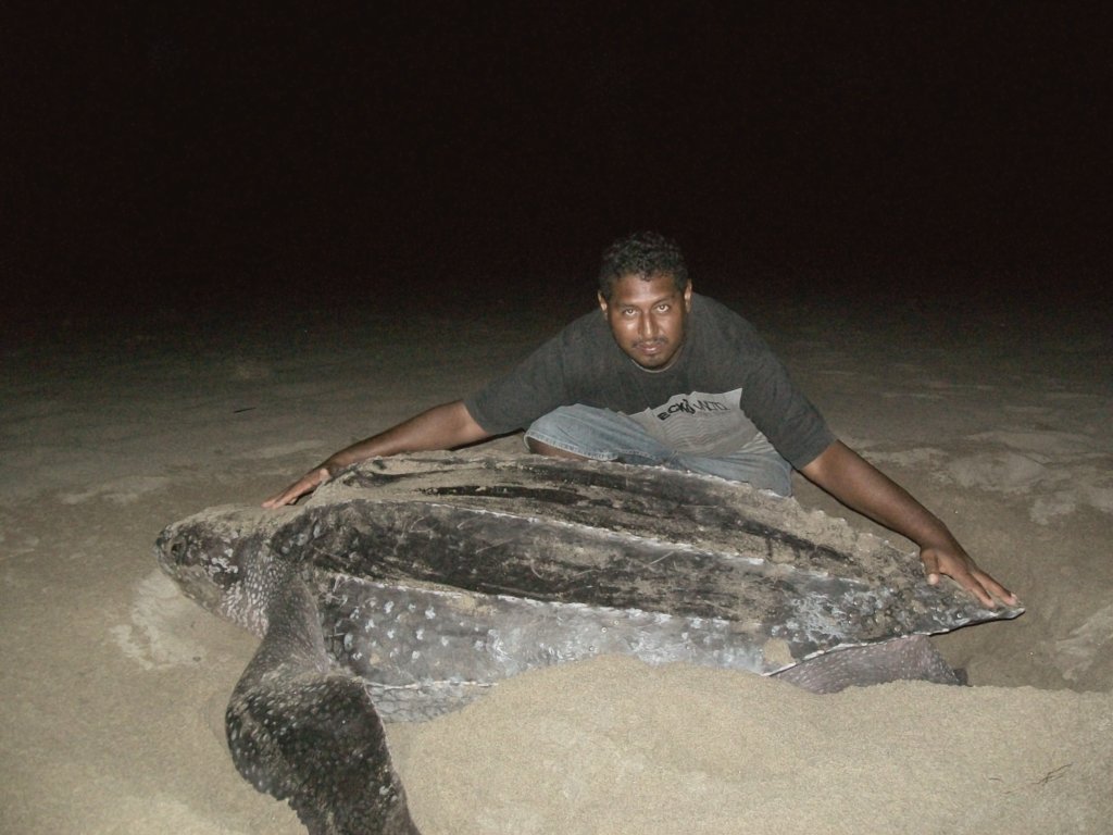 The Mexican Sea Turtle Revolution