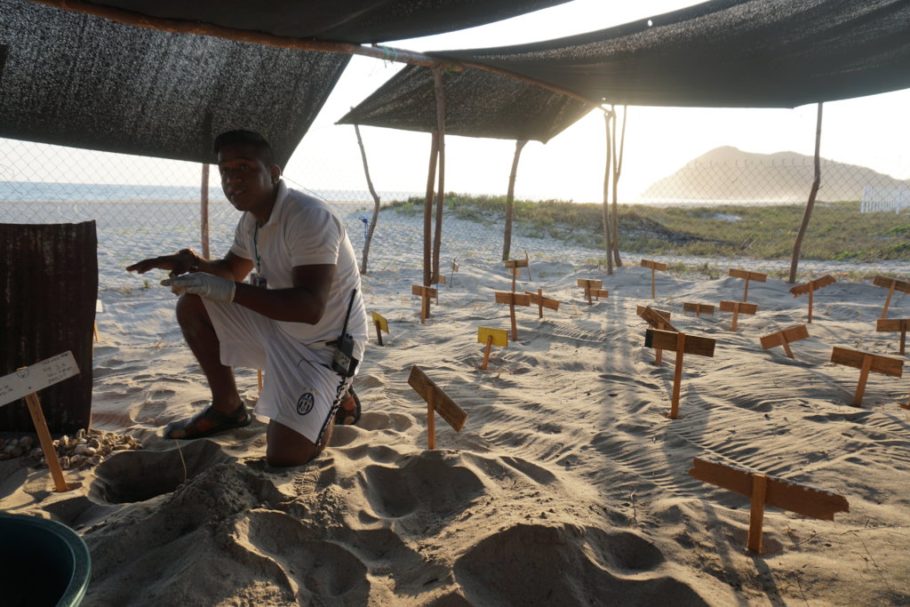 The Mexican Sea Turtle Revolution