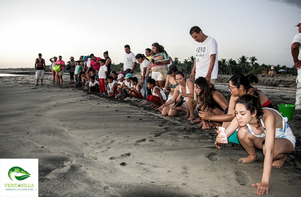 The Mexican Sea Turtle Revolution