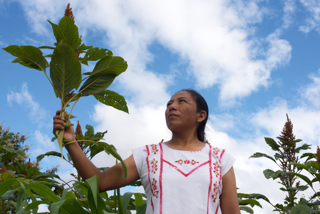 Amaranth seeder woman