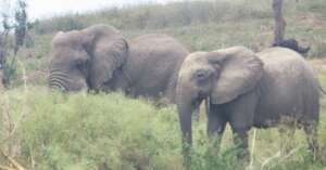Elephants in Queen Elizabeth National Park