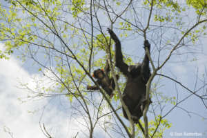 Chimpanzees in Kibale National Park