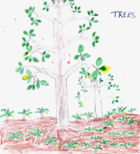 A Forest Tree by Kobusinge Judith 6th Grade