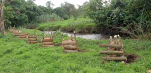 Pseudospondias trees in their new habitat.