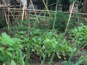 Home gardening for food security