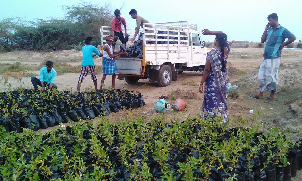 Wet Land Mangrove Conservation