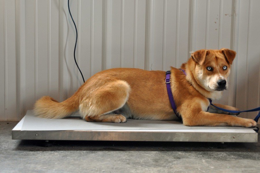 Christen Karniski: Help Homeless Animals