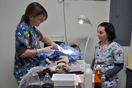 Christen Karniski: Help Homeless Animals