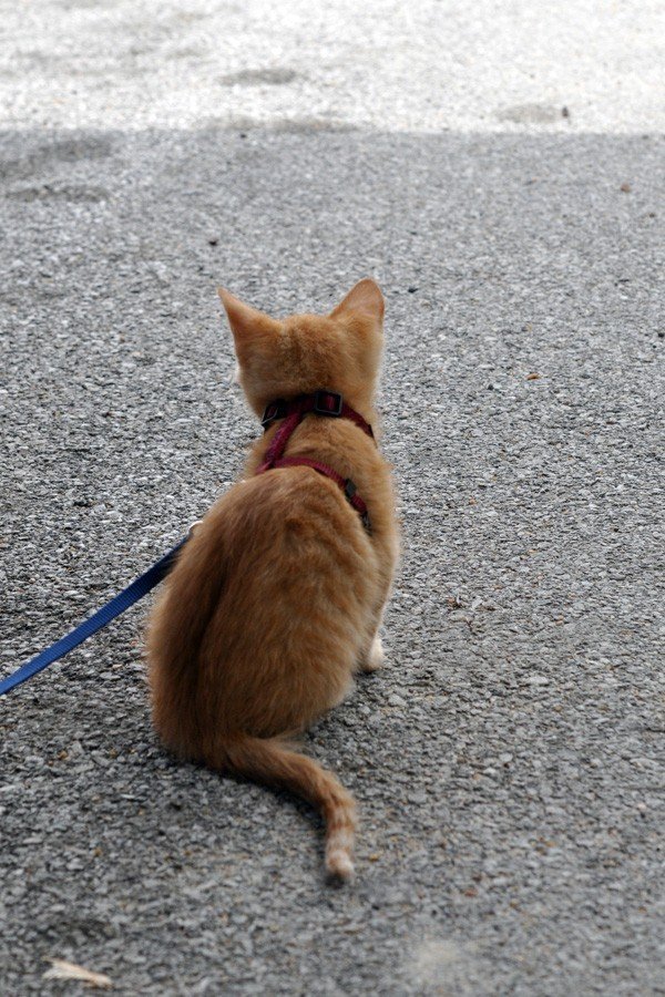 Christen Karniski: Help Homeless Animals