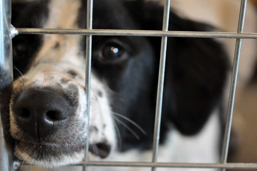 Christen Karniski: Help Homeless Animals