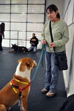 improving adoption chances through training