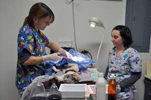 providing spay/neuter clinics