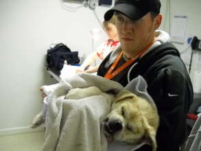 helping injured animals