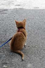 looking for a home