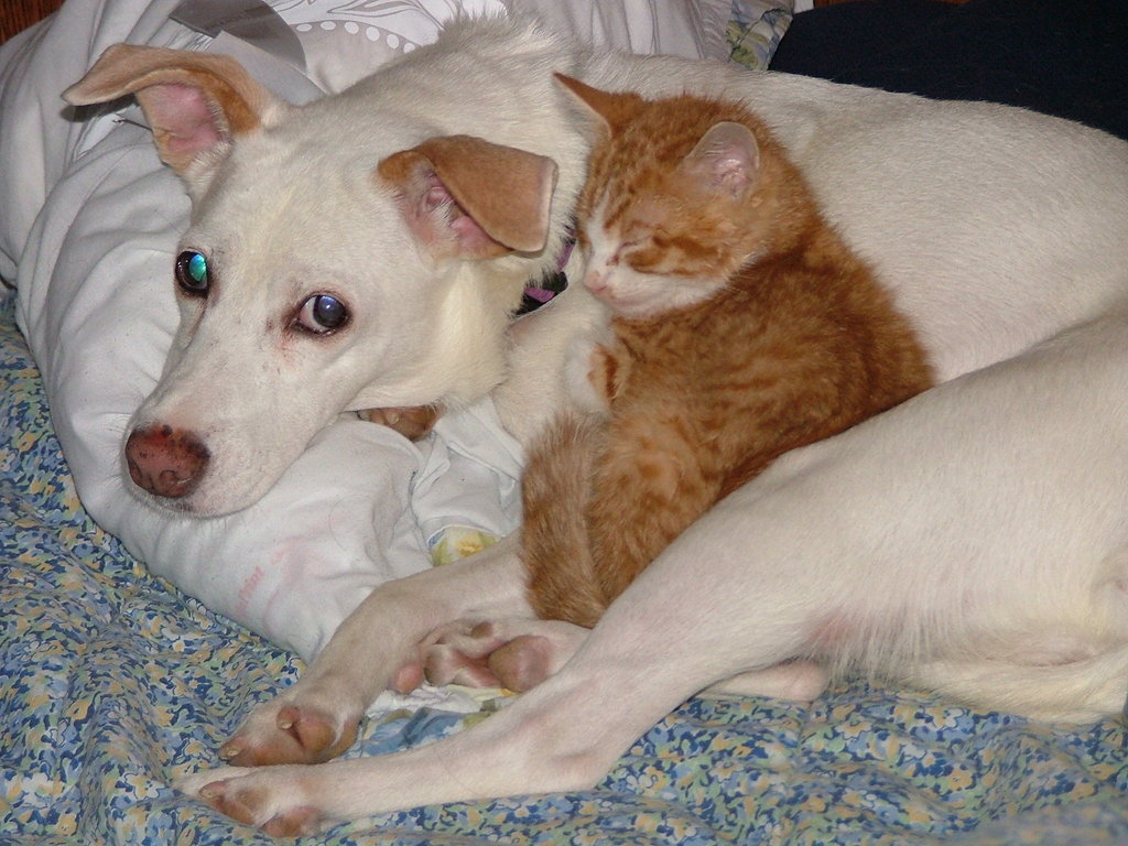 Christen Karniski: Help Homeless Animals