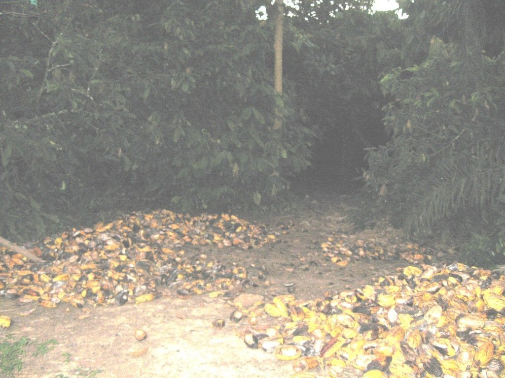 Bicycles for 500 Cocoa Farmers Children in Ghana