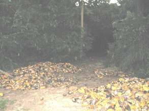 Cocoa pods breaking in a farm