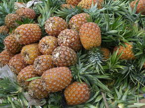 Side issues of cocoa farming